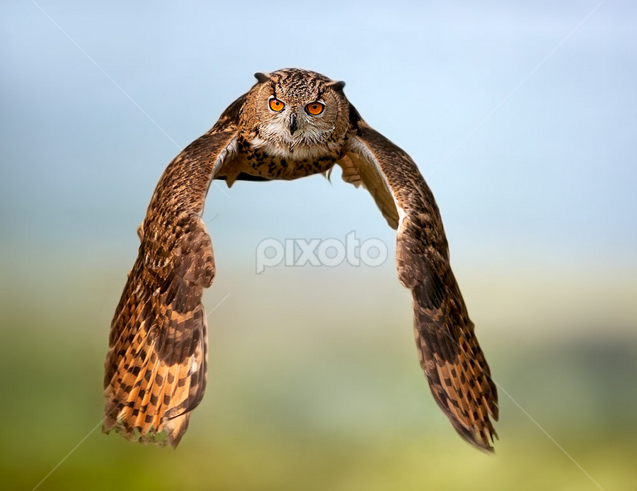 Eyes by Stefano Ronchi - Animals Birds