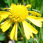 Bitter Sneezeweed