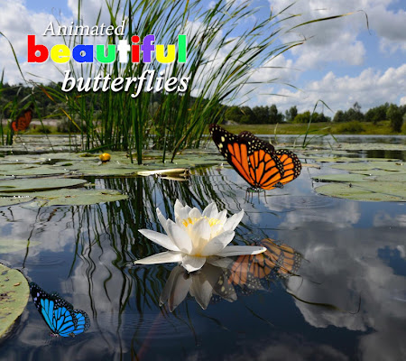 3D Butterfly Live Wallpaper 2.2 Apk, Free Entertainment Application – APK4Now