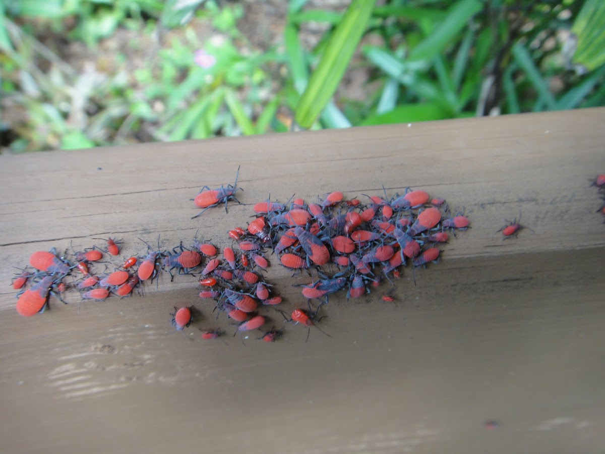 Red-Shouldered Bug