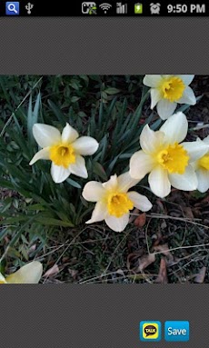 カカオトーク カカオストーリー写真保存 Androidアプリ Applion