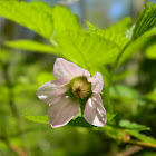 Salmonberry (pale pink)