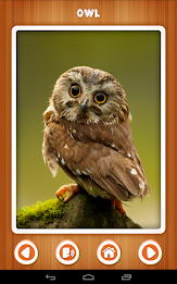 Baby learning Birds (Card) poster 6