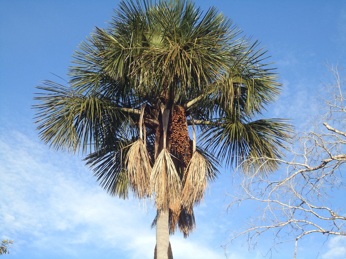 Moriche Palm ( Buriti Palm : Brazil) | Project Noah