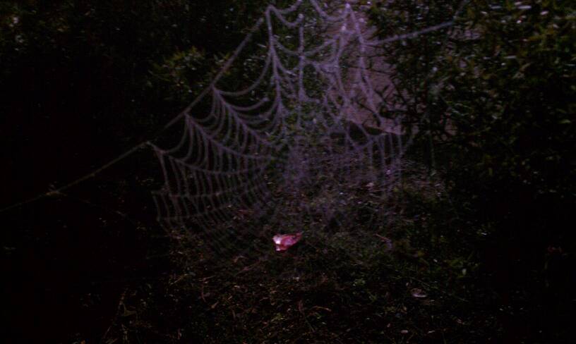 Garden spider web