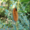 Virginia Tiger Moth caterpillar