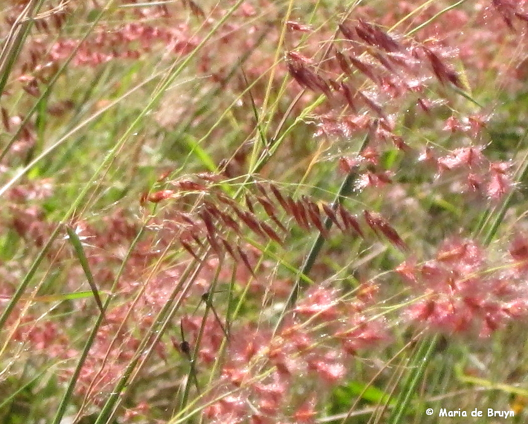 Red Natal Grass