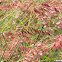 Red Natal Grass