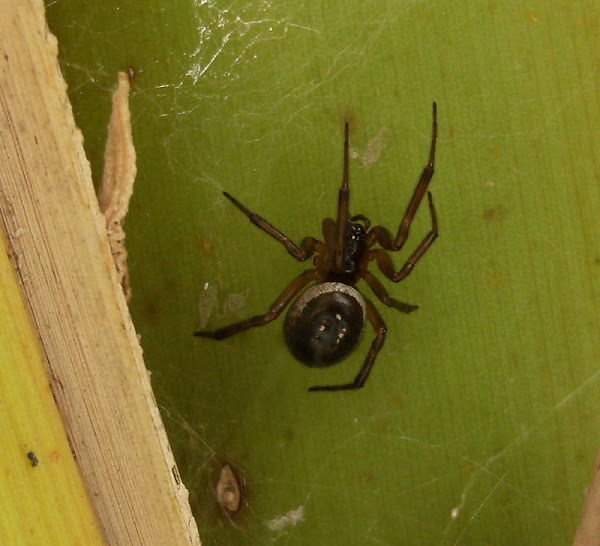 Cupboard spider Project Noah