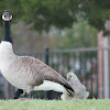 Canada Goose