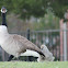 Canada Goose