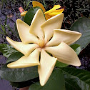 Golden Gardenia