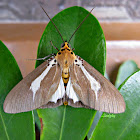 Asota heliconia Moth