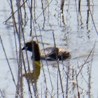 Little grebe; Zampullín Chico