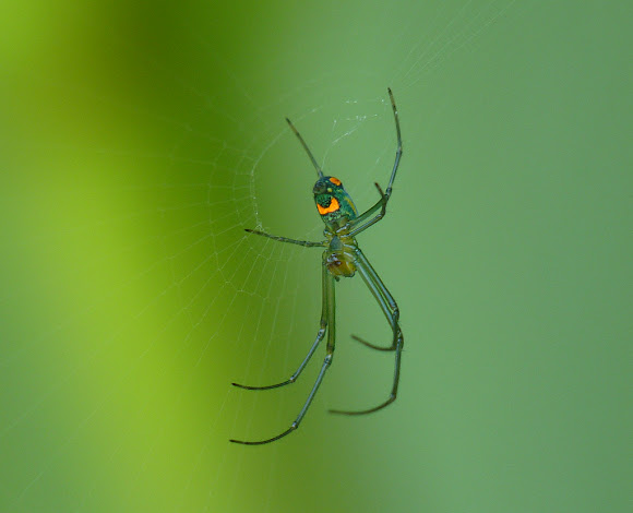 Orchard Orbweaver | Project Noah