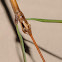 Northern walkingstick (male)