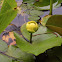 Yellow water lily, spatterdock, cow lily
