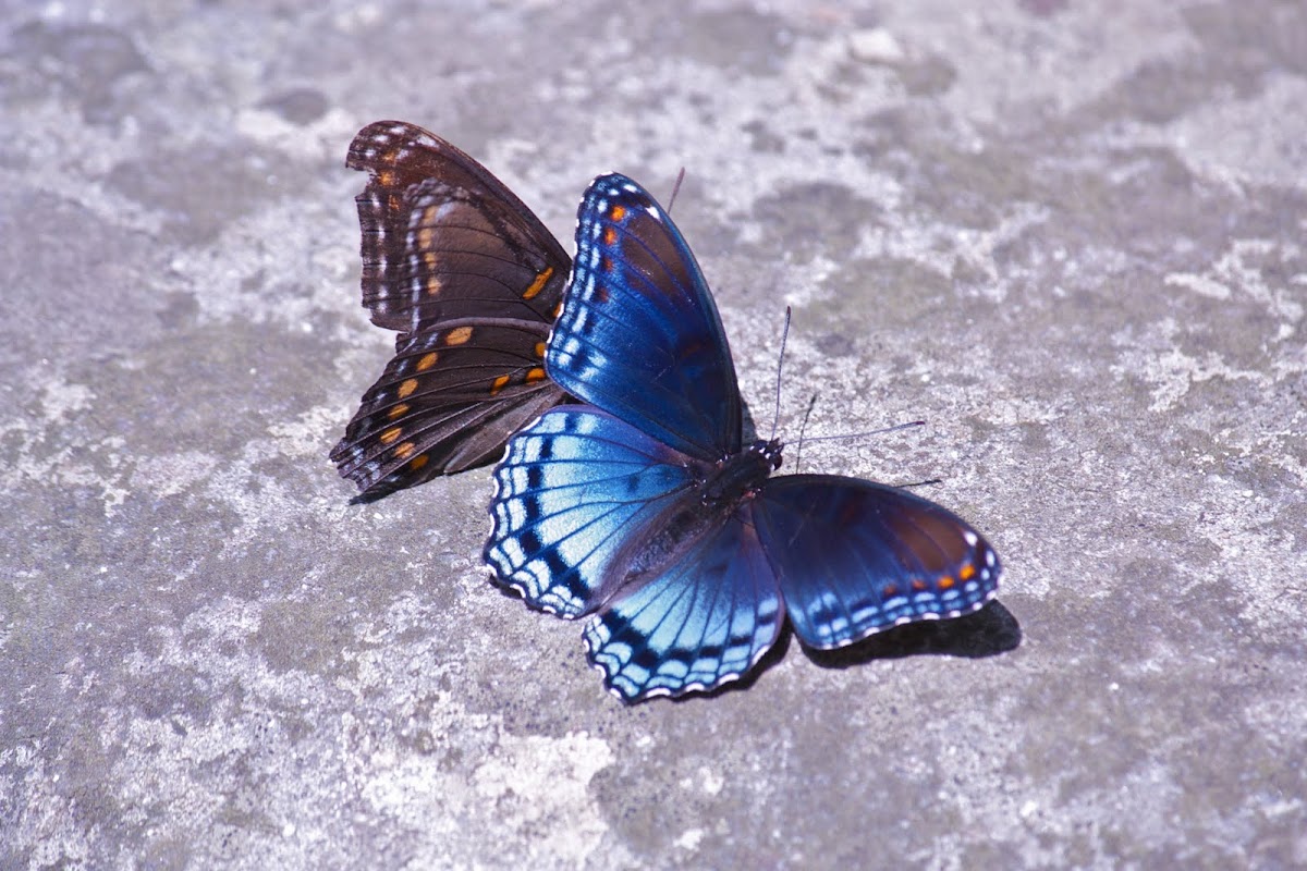 Red-spotted Purple North American brush-footed butterfly