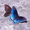 Red-spotted Purple North American brush-footed butterfly