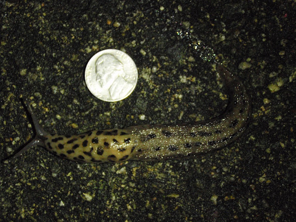 Giant Garden Slug | Project Noah