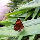 Butterfly Moth