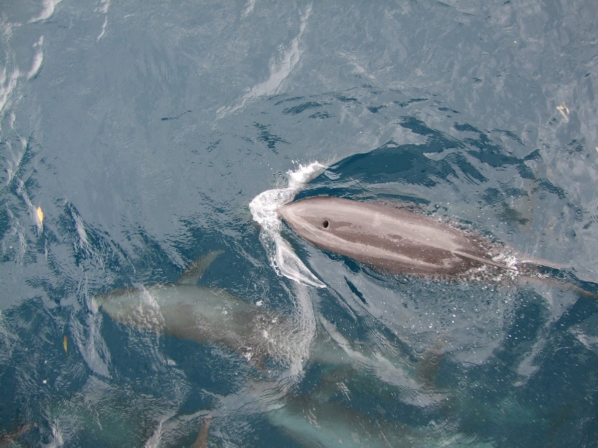 Indo-Pacific Bottlenosed Dolphin