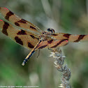 Halloween Pennant dragonfly (female)