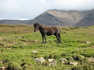 Icelandic Horse Close-up