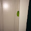 American Green Treefrog