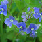 bird's-eye speedwell