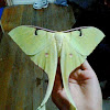 Malaysian Moon Moth - Female