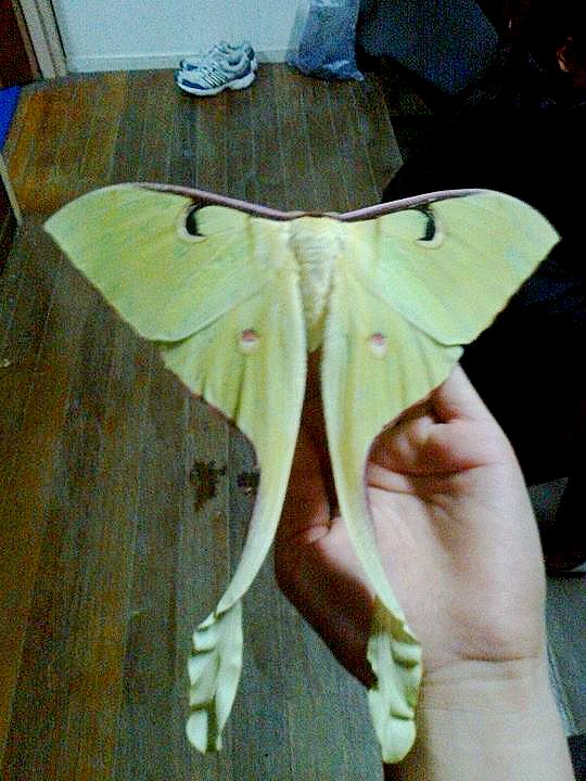 Malaysian Moon Moth - Female