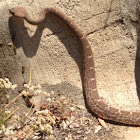 Red diamond rattlesnake
