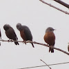 Chestnut -tailed Starling