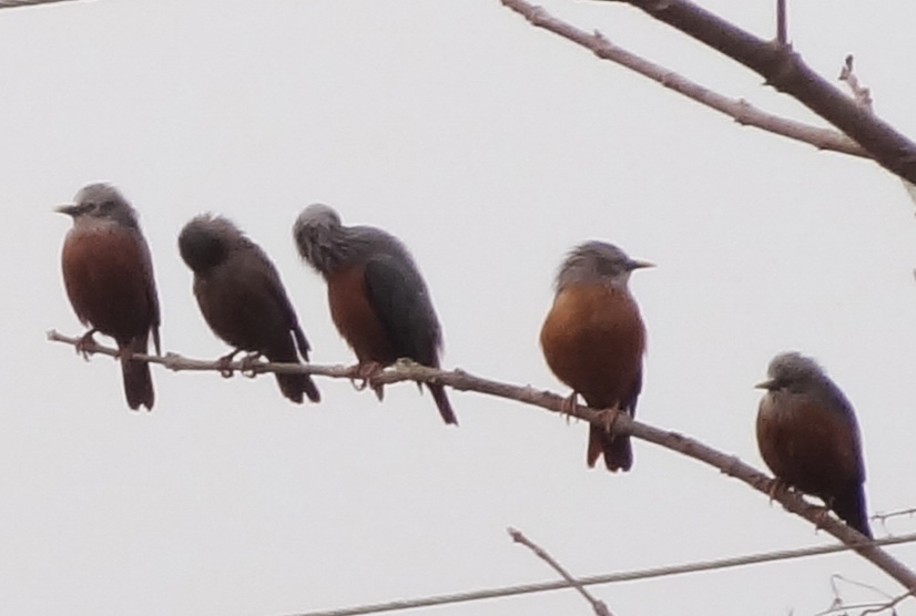 Chestnut -tailed Starling