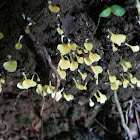 Yellow Podoscypha