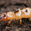Fire-colored Beetle Larvae