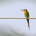 Blue-tailed Bee-eater