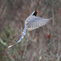 Red-billed Blue Magpie