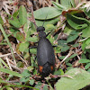 Blister beetle (female)