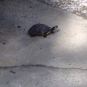 Yellow-bellied Slider