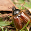 Blanchard Beetle