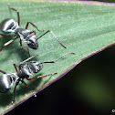 Silver Ants