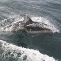 Pacific White-sided Dolphin