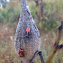 Large Milkweed Bug (nymphs)