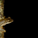 Hour Glass Tree Frog