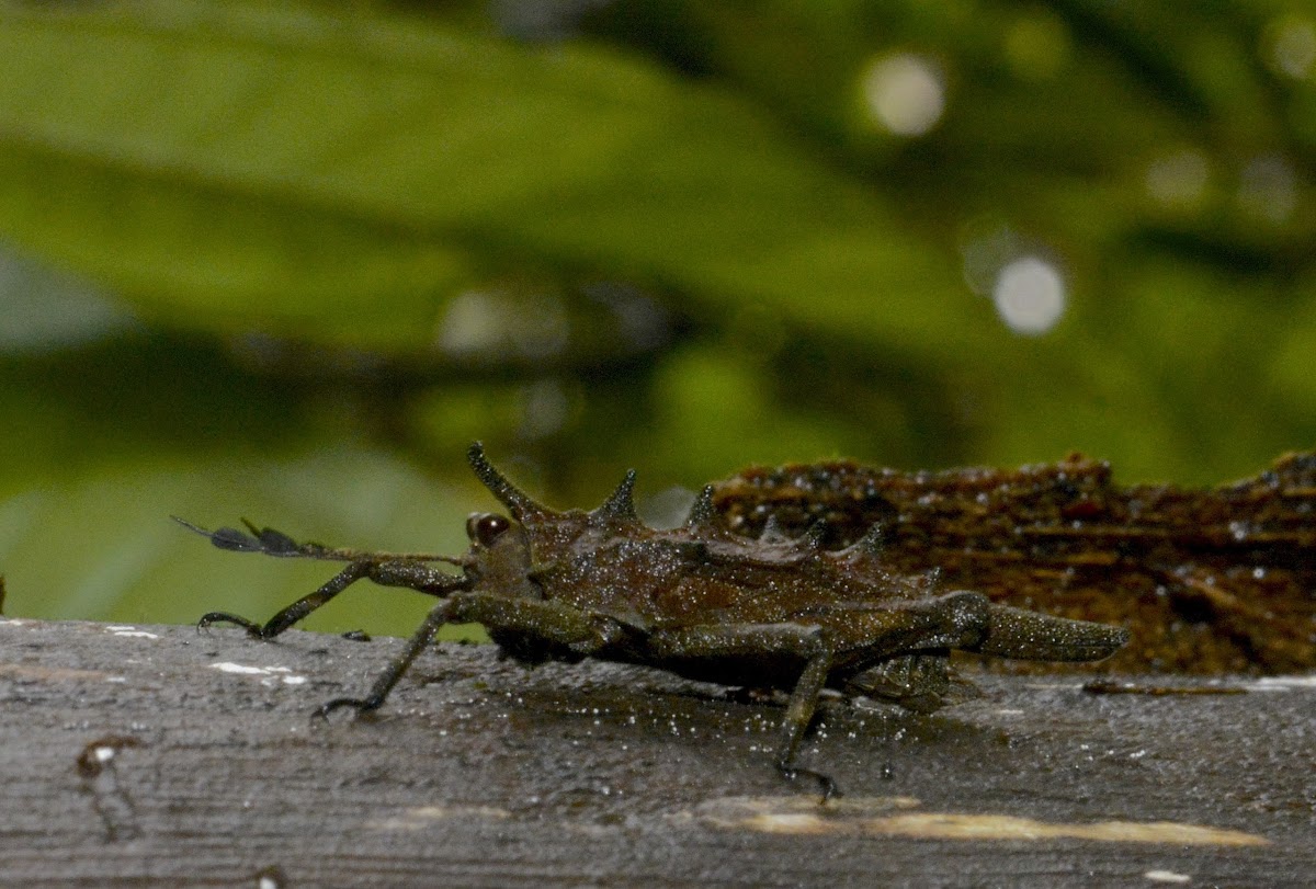 Horned Cricket