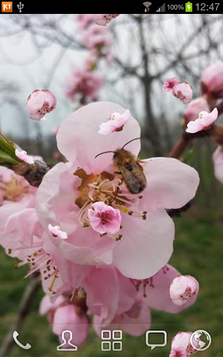 Peach Tree and Bee LWP PRO