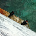 Barn Swallow