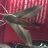 Lesser Vine Sphinx Moth